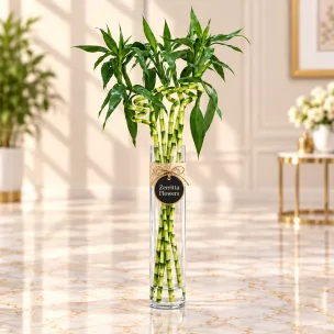 Lucky Bamboo