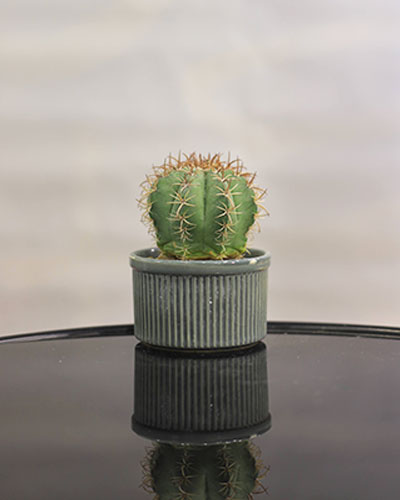 Small Cactus Decor Piece