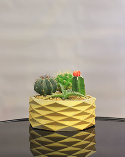 Geometric Desert Planter