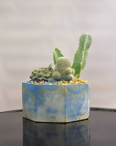 Azure Stone Cactus Garden