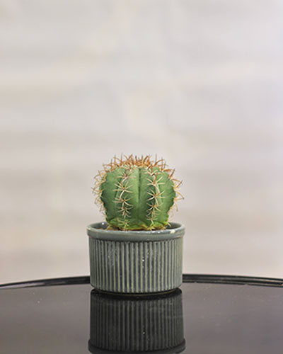 Charcoal Ribbed Cactus Pot