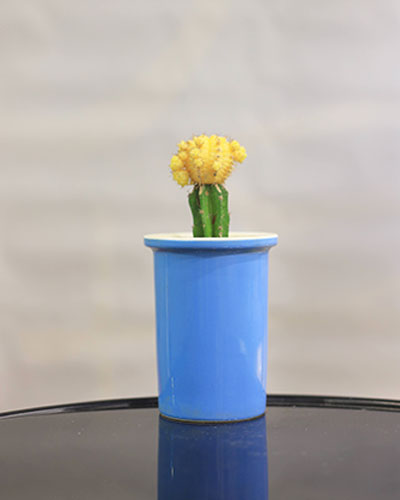 Sunny Cacti Mini Pot