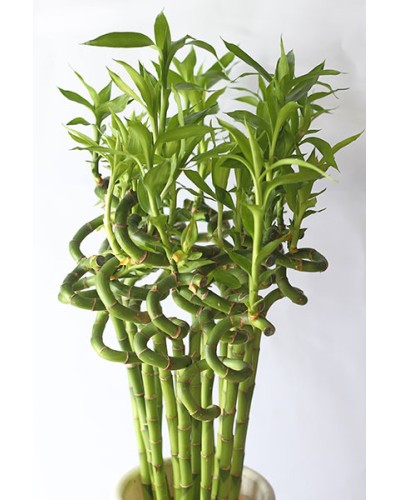 Twisted 8 Green Bamboos