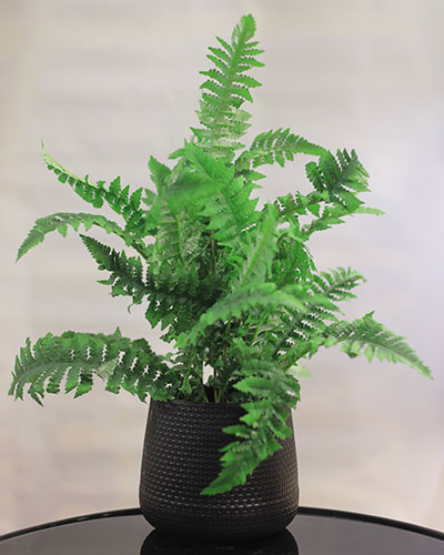 Verdant Fern Haven